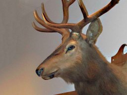 B 07 ELK SAN DIEGO SWING DANCE CLUB_ ELKS-